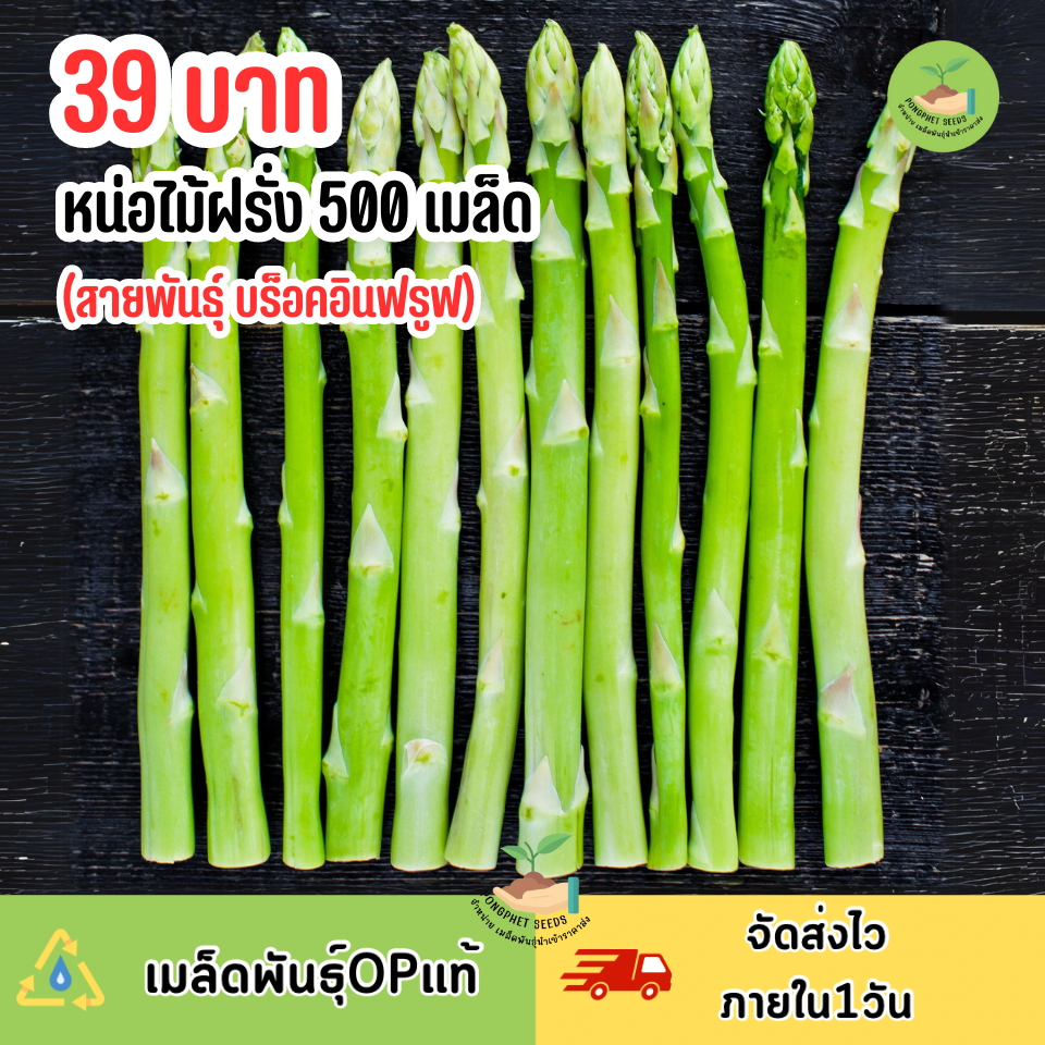 หน่อไม้ฝรั่งพันธุ์ บร็อคอินฟรูฟ 39 บาท  ส่งตรงจากสวน (บรรจุ400-500 เมล็ด)