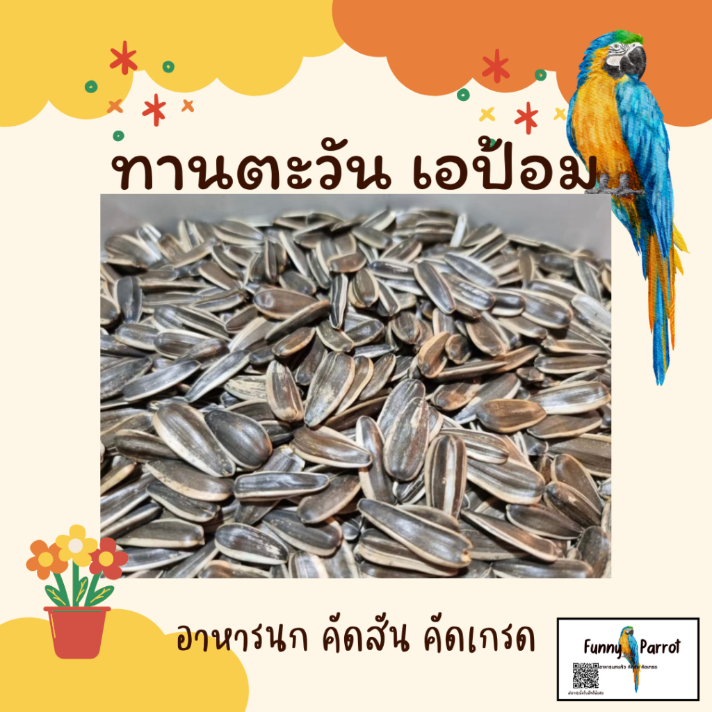 เมล็ด ทานตะวัน นกแก้ว ทานตะวัน A ป้อม เกรดดี ฝุ่นน้อย 10 กิโลกรัม