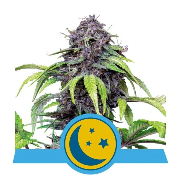 Purplematic CBD | Royal Queen Seeds