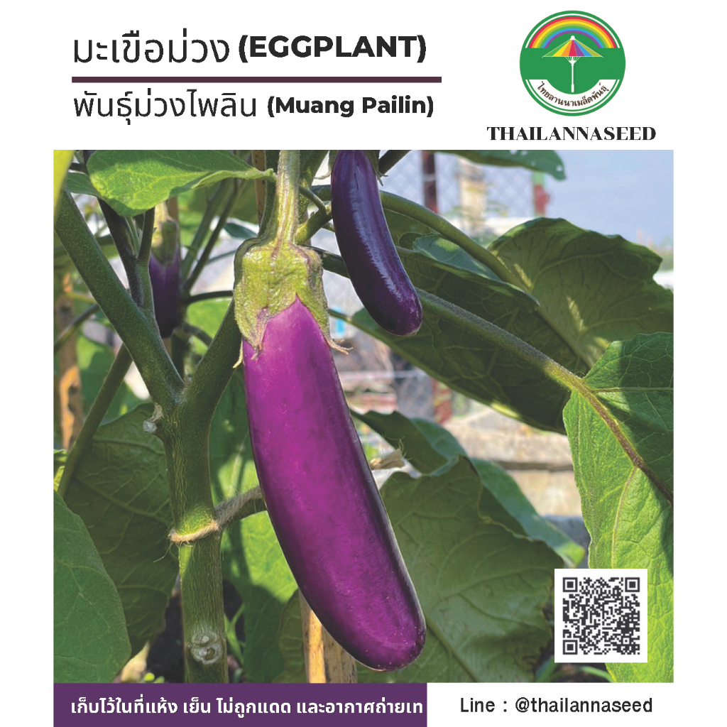 เมล็ดพันธุ์ผักสวนครัว มะเขือม่วง พันธุ์ม่วงไพลิน จำนวน 100 เมล็ด รหัสสินค้า ( 6039 )