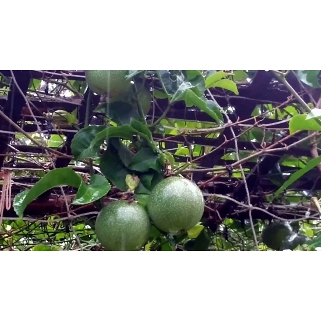 ต้นกล้าเสาวรส ผลที่สุกแล้วหากผู้สูงอายุรับประทานเสาวรสเป็นประจำจะทำให้ระบบภูมิคุ้มกันทำงานได้ดี กล้าละ 10 บาทซื้อ 10แถม2