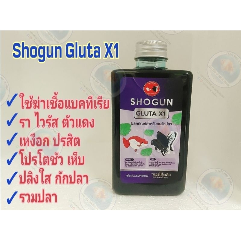 Shogun Gluta X1 กักโรคปลาใหม่ ดีมาก