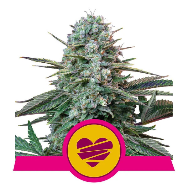 Wedding Crasher | Royal Queen Seeds