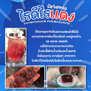 💙จัดส่งทุกวัน จ พ ศ💙 ไรทะเลแช่แข็ง อาร์ทีเมีย อาหารสดสำหรับปลา โปรตีนสูง จากเกษตรกรเนื้อล้วนไม่มีน้ำ(ใช้โค้ดลดได้ค่ะ)