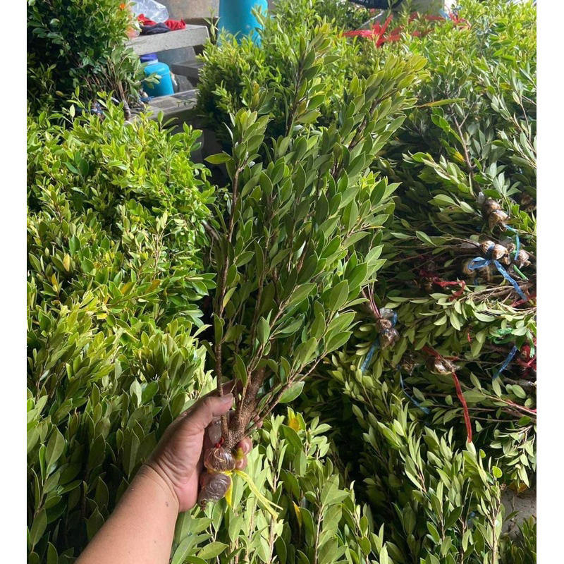 จัดชุด 10 กิ่ง +แถมฟรี ไทรเกาหลีกิ่งตอนพร้อมปลูก สูง40-60 ซม.