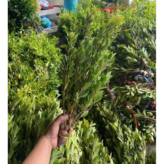 จัดชุด 10 กิ่ง +แถมฟรี ไทรเกาหลีกิ่งตอนพร้อมปลูก สูง40-60 ซม…