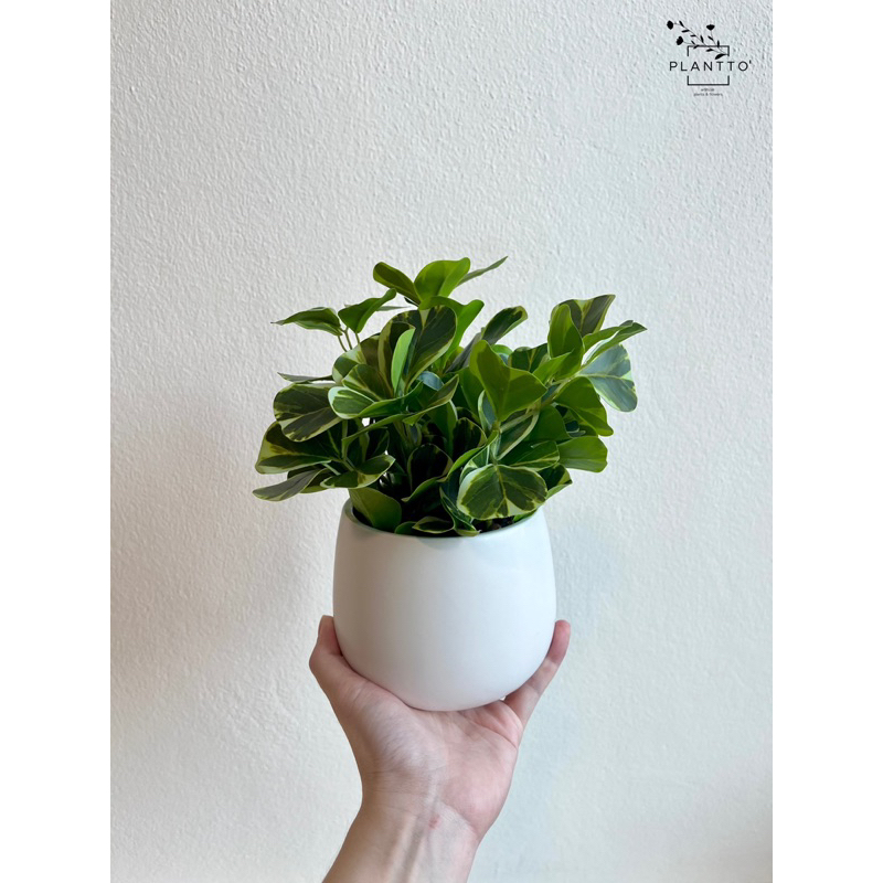 ต้นไม้ปลอม สาริกาล้อมเพชร หัวใจเศรษฐี กระถางกว้าง 12 cm สูงรวม 25 cm