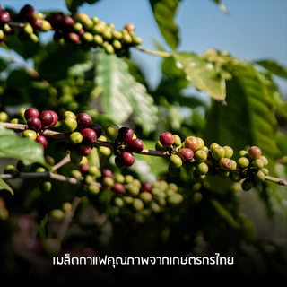 Naps Coffee Roasters เมล็ดกาแฟลาวผสมปางขอนคั่วกลาง 25/21 - House Blend 150G