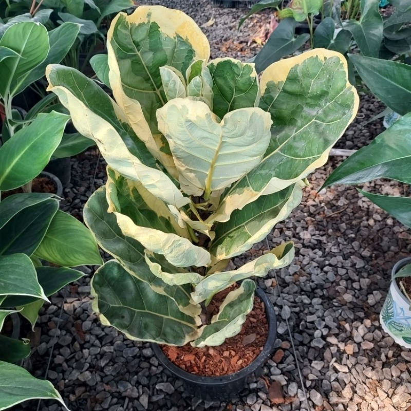 ต้น ไทรใบสักด่าง Ficus lyrata Warb