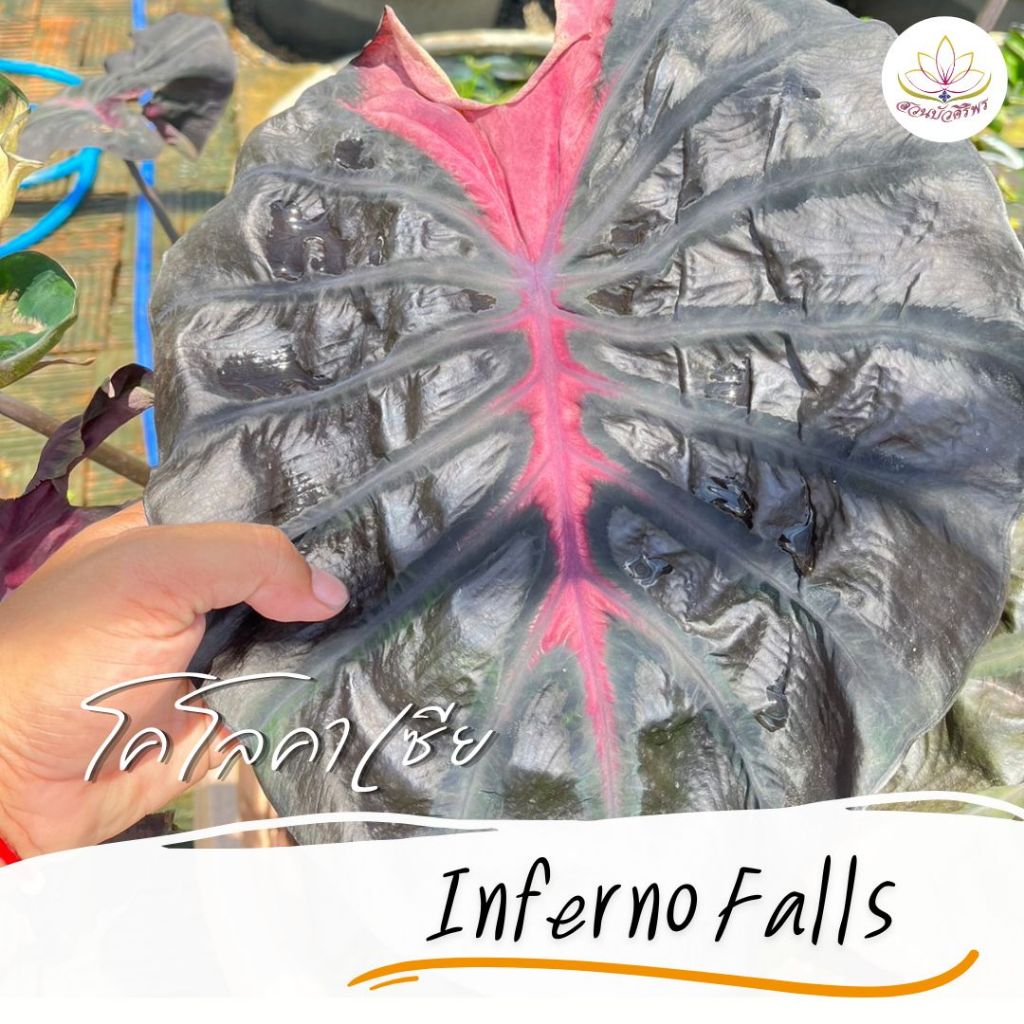 โคโลคาเซีย อินโฟโน Colocasia esculenta Inferno falls