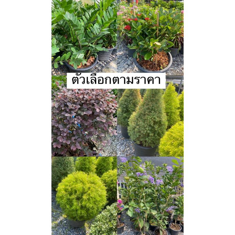 ต้นใหญ่ กระถาง 15 นิ้ว สำหรับสั่งซื้อต้นไม้ในไลฟ์ live numberfour farm