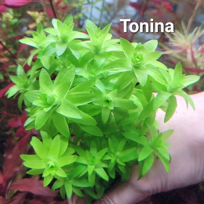 Tonina fluviatilis ไม้เขียว