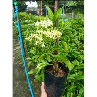 ต้นหอมเจ็ดชั้น(Tarenna wallichii) ดอกหอมไกลหอมสดชื่น ดอกออกตลอดปี