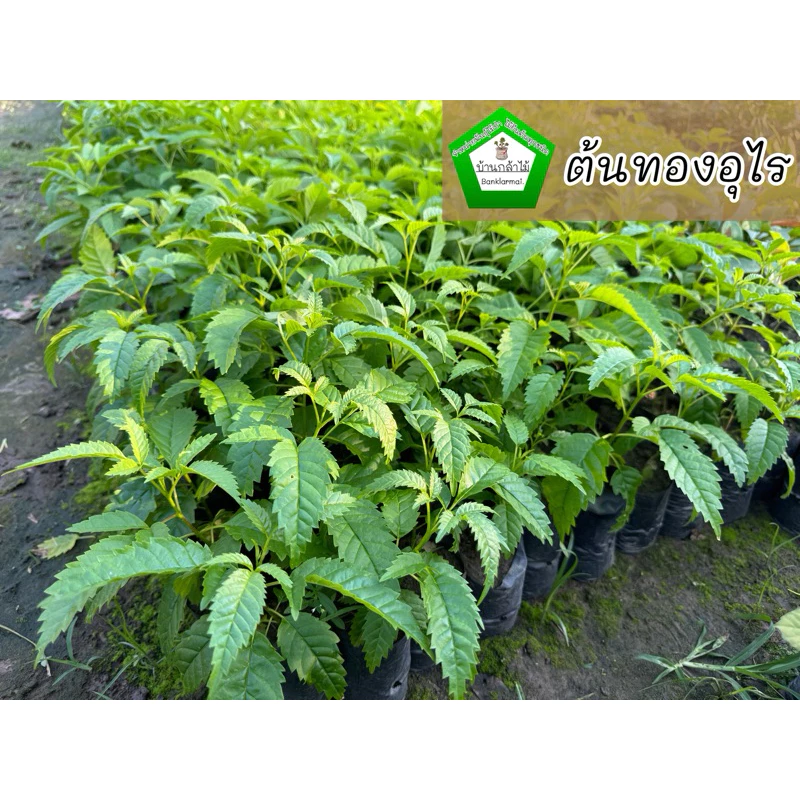 ต้นทองอุไร ดอกสีเหลือง 🌼 ต้นแข็งแรง 🌿 สินค้าเสียหาย แจ้งทางร้านได้เลยจ้า