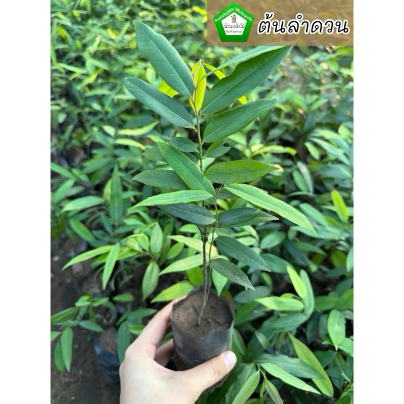 ต้นลำดวน พร้อมปลูก🌼 🌿 สินค้าเสียหาย แจ้งทางร้านได้เลยจ้า