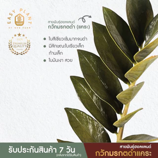 กวักมรกต แคระสายพันธุ์ฮอลแลนด์🪴ที่นี่ที่เดียว🪴ต้นไม้ฟอกอากาศ🪴ไม้มงคล🪴ไม้อึดทน -easyplant