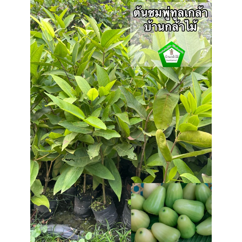 ต้นชมพู่อี้เหวินดำ แท้ 100% เก็บผลไว  🎉ต้นแข็งแรง 🌿 สินค้าเสียหาย แจ้งทางร้านได้เลยจ้า