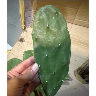 กระบองเพชรใบเสมา โอพันเทีย กระบองเพชรหูกระต่าย-หูมิกกี้เมาส์" (Opuntia microdasys)