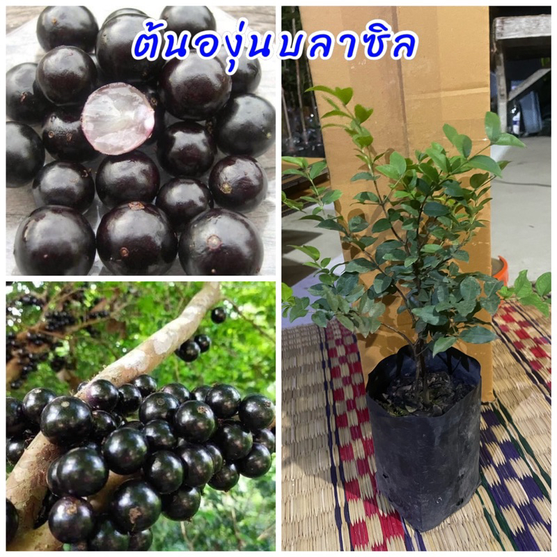 ต้นองุ่นบราซิล ปลูกเป็นไม้ประดับ ผลสุกผลสีดำรสชสติหวาน  ปลูกง่าย