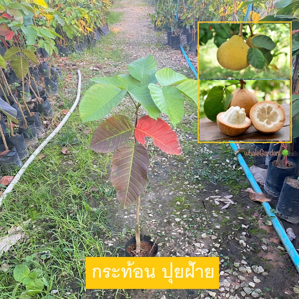 ต้นกระท้อน พันธุ์ กระท้อนปุยฝ้าย กิ่งติดตา (Santol) กระท้อน สูง 80-100 เซน ให้ผลเร็ว (รับประกันสินค้า)