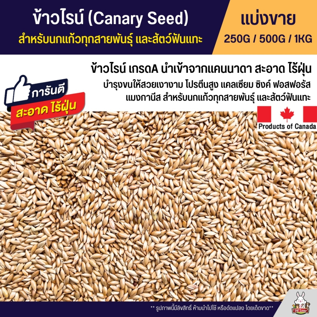 ข้าวไรย์ Canada Canary Seed อาหารนกแก้ว และสัตว์พันแทะ ข้าวไรน์บำรุงให้ขนสวย มันเงา (แบ่งขาย 250G / 500G / 1KG)