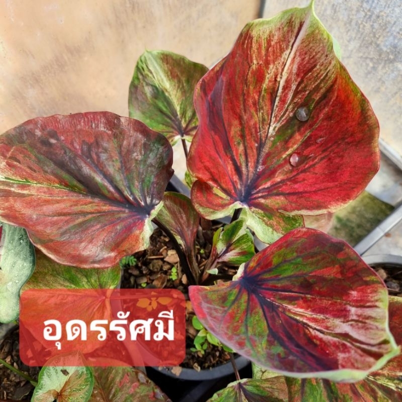 บอนสีใบกาบ อุดรรัศมี ขนาดตามรูปที่ 2 แชทเลือกต้นได้