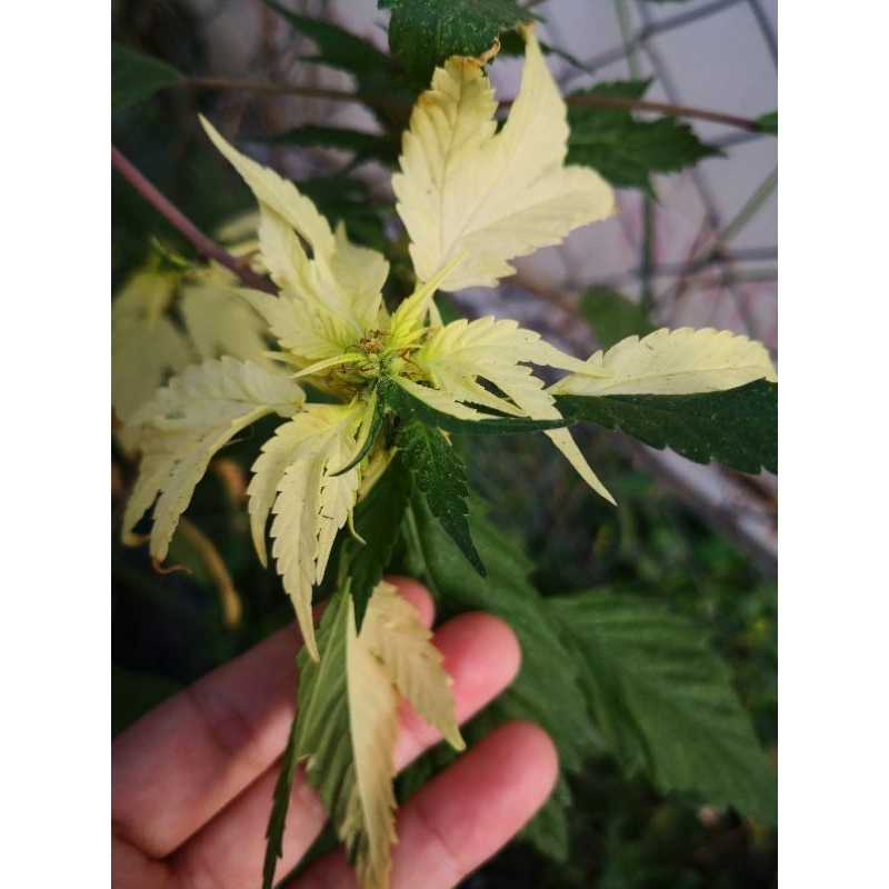 เมล็ด​กัญชา เป็ดม่วงด่าง frisian​ duck​ spot​ted exotic​ seed