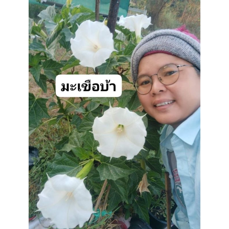 ลำโพงขาว มะเขือบ้า ขายผลสด 1 ผล 50 บาท(สำหรับทำยาหรือวิจัย) - รูปที่ 2