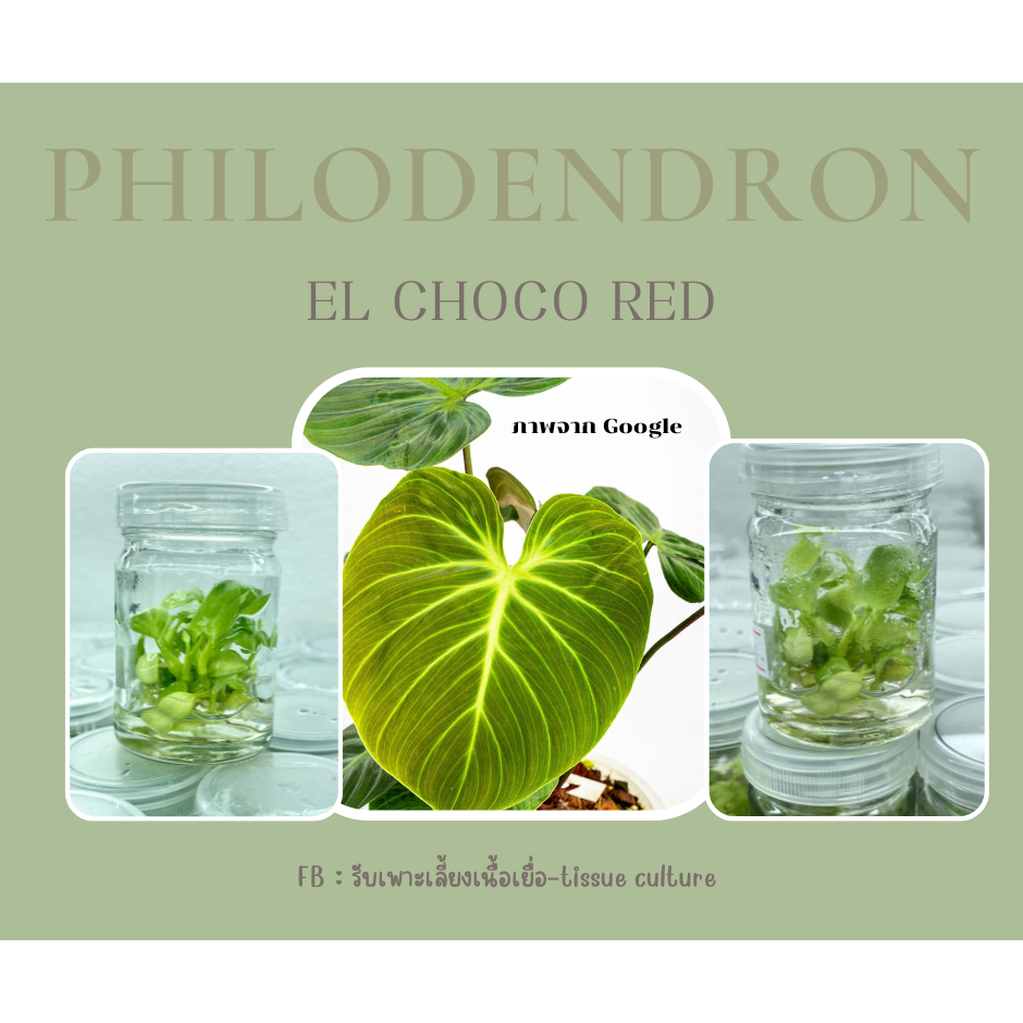 philodendron el choco red