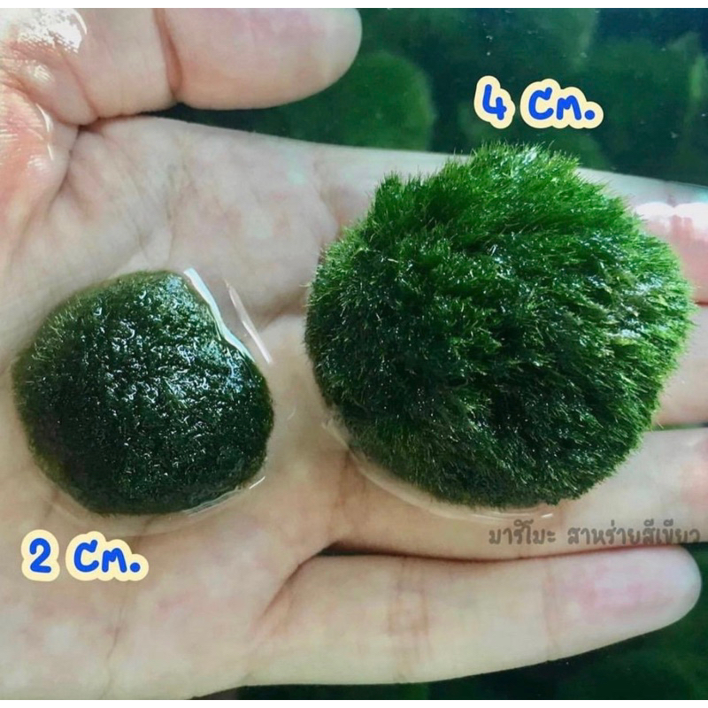 มาริโมะ สายพันธุ์ยุโรป ขนาด 2-4 cm. มีของพร้อมส่ง