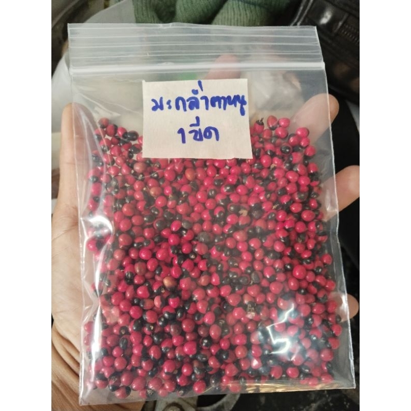 มะกล่ำตาหนู ขายเมล็ด1ขีด100บาท(สำหรับทำยาหรือทำงานประดิษฐ์ รูปที่ 4