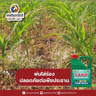 รามอส กำจัดวัชพืชทุกชนิด ใช้พ่นล้างแปลงได้ ปลอดภัยต่อระบบราก (กลูโฟซิเนต-แอมโมเนียม) ขนาด 4 ลิตร