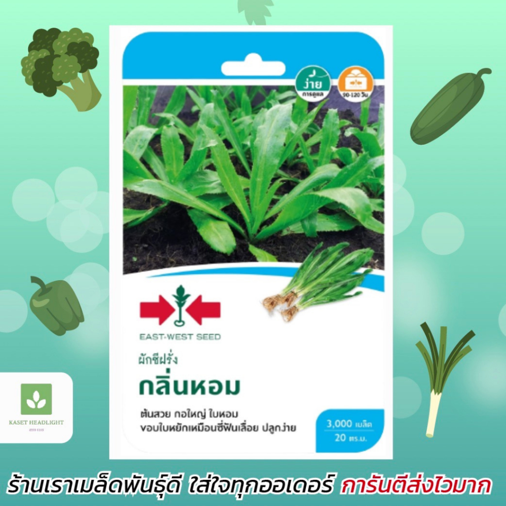 ผักชีฝรั่ง กลิ่นหอม ตราศรแดง เมล็ดพันธุ์ผักชีฝรั่ง 3,000เมล็ด/ซอง