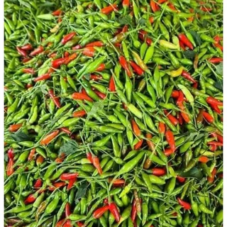 🌶️เมล็ดพริกขี้หนูสวน 30 เมล็ด (5แถม1คละได้)
