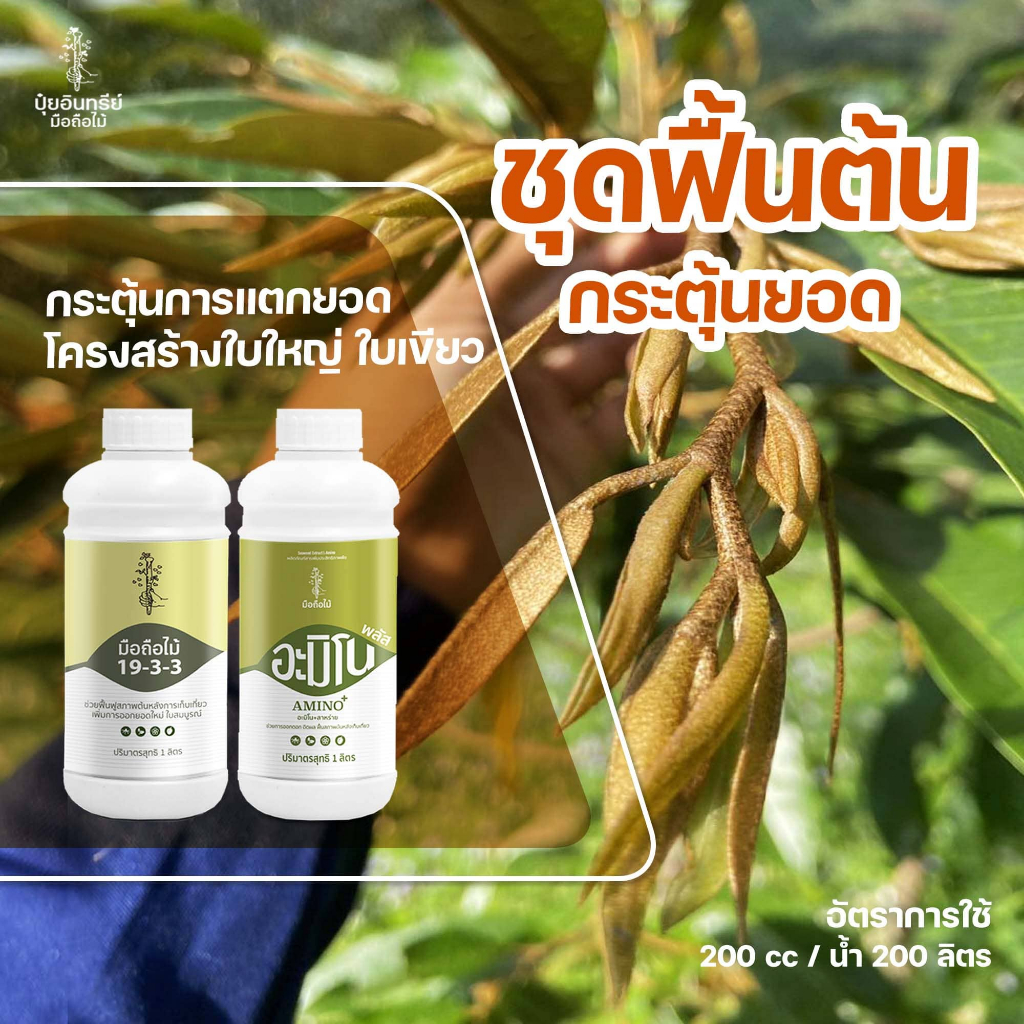 ชุดกระตุ้นยอด บำรุงต้นเล็ก ฟื้นฟูต้นหลังเก็บเกี่ยว