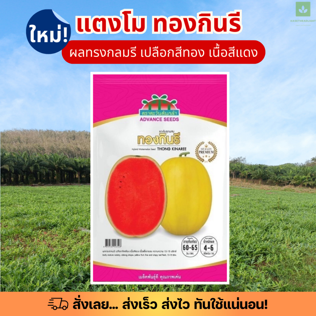 ซองพรีเมี่ยม ทองกินรี 120เมล็ด เมล็ดพันธุ์แตงโม แตงโมเหลือง แตงโมทองกินรี ตะวันต้นกล้า