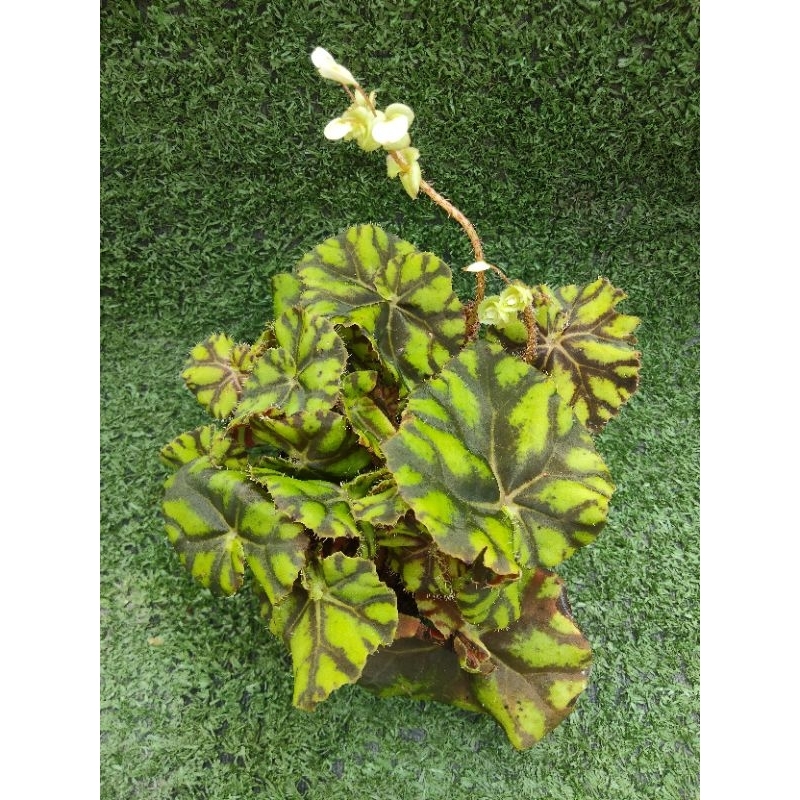 ต้นบีโกเนียลายเสือ'Tiger Paws' [ Begonia Tiger Paws ] ไม้ในกระถาง3"