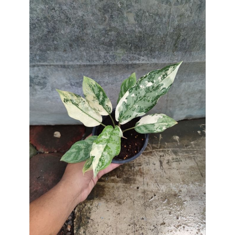 เขียวหมื่นปีด่าง มะนิลาด่าง Aglaonema Manila Pride