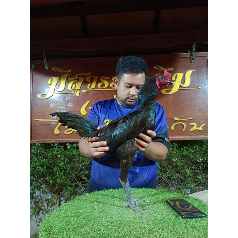 ไข่เชื้อไก่ชนสายเลือดทองดำ ซุปเปอร์เจี๊ยง แชมป์ 30,000,000