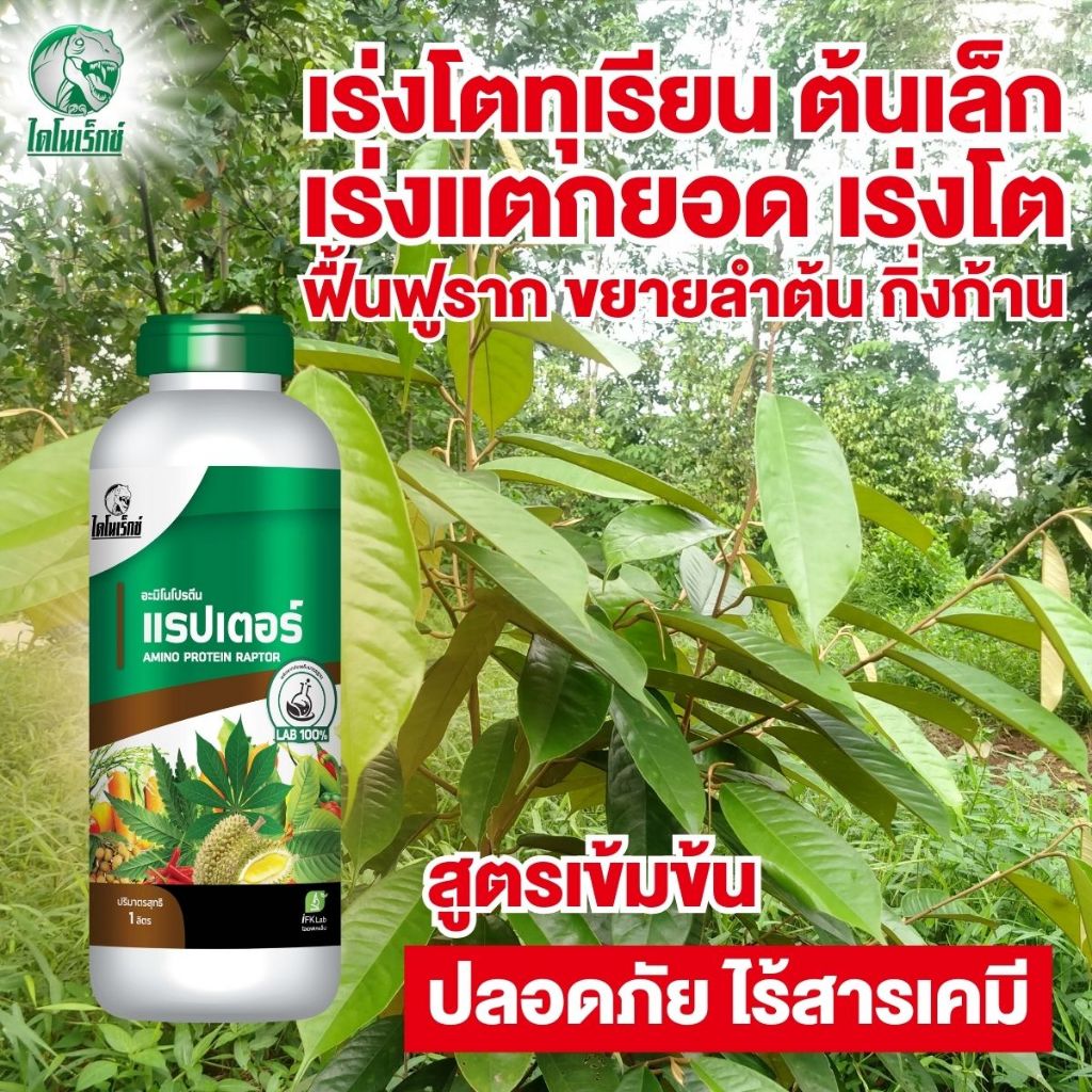 บำรุงใบทุเรียน อะมิโนแรปเตอร์ บำรุงทุเรียน เร่งแตกยอด เร่งโตไว เร่งต้นใบราก บำรุงทุเรียนเล็ก บำรุงต้นโทรม ขนาด 1 ลิตร