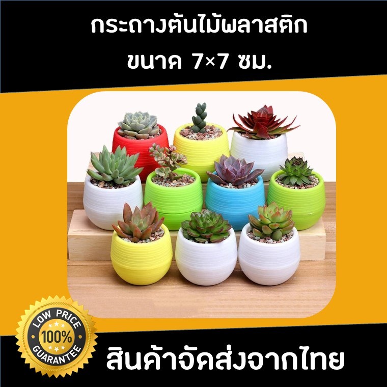 กระถางต้นไม้พลาสติก กระถางกระบองเพชร กระถางเเคคตัส ขนาด ก×ย×ส= 7×7×7 ซม.