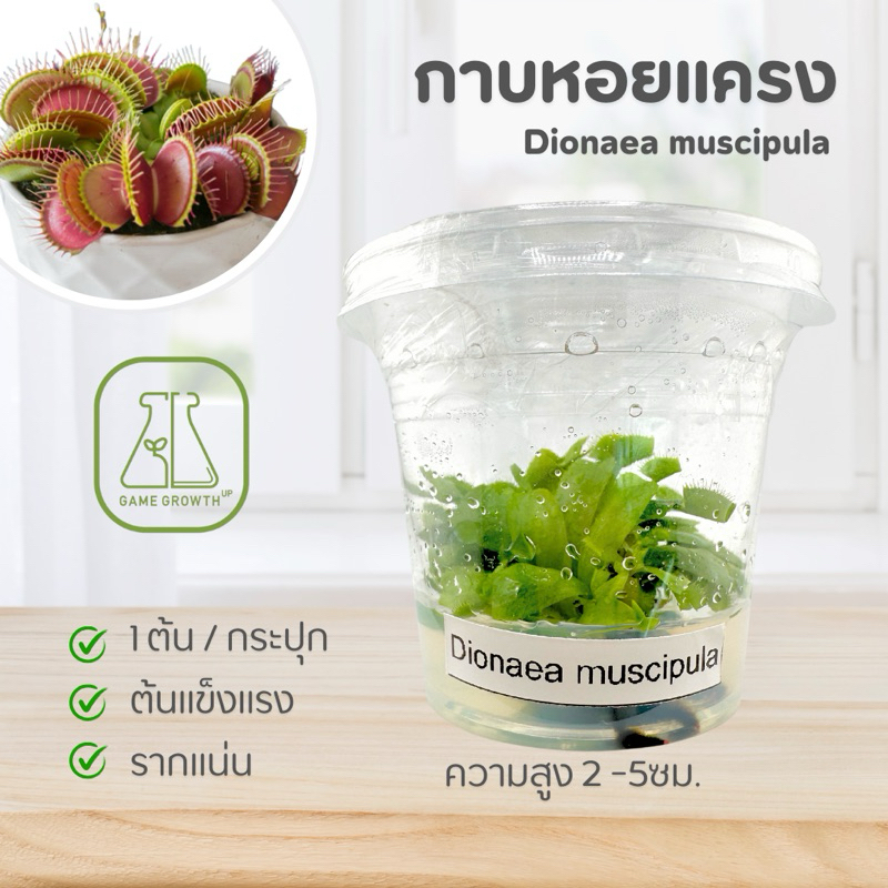 ไม้กินแมลง กาบหอยแครง: Dionaea Muscipula ไม้เนื้อเยื่อ