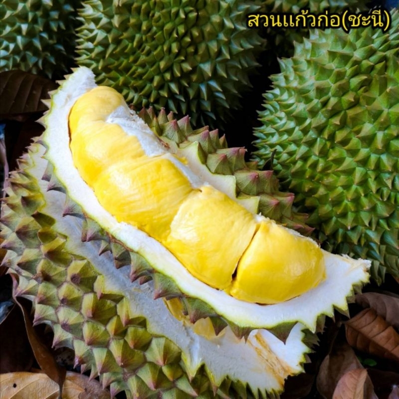 ทุเรียน​พันธุ์​ชะนีโบราณ (บ้านน้ำเชี่ยว​)จ.ตราด​