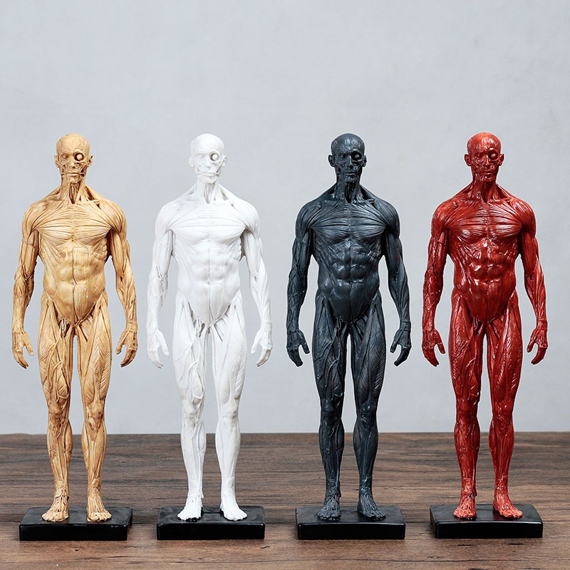 โมเดลหุ่นอนาโตมี่ หุ่นแสดงกล้ามเนื้อ ชาย หญิง Human Body Muscle Anatomical Model Medical Teaching An