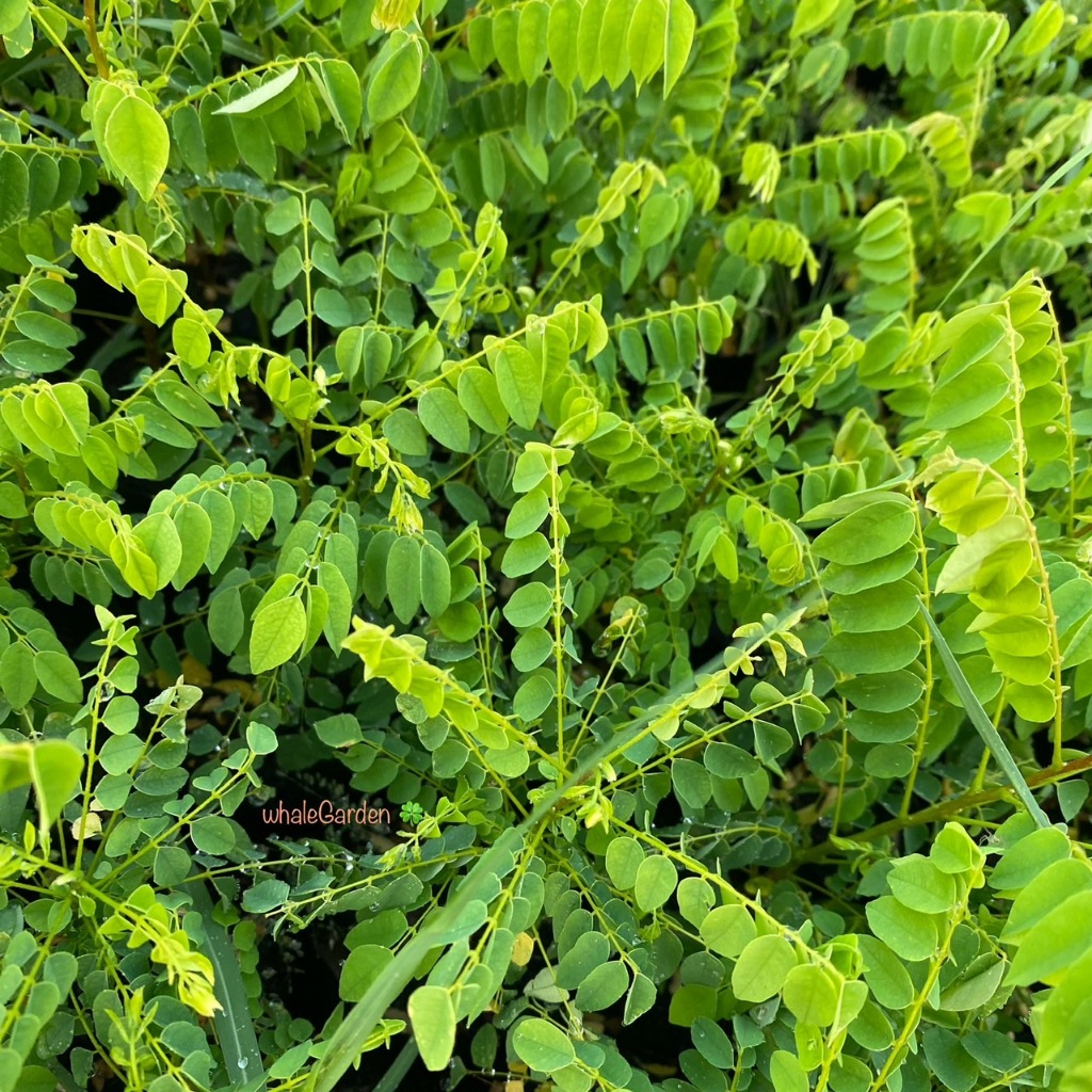 ตะลิงปลิง ต้นตะลิงปลิง เพาะเมล็ด ราคาถูก Bilimbi (รับประกัน ส่งใหม่ฟรี หากสินค้าเเสียหาย!!)