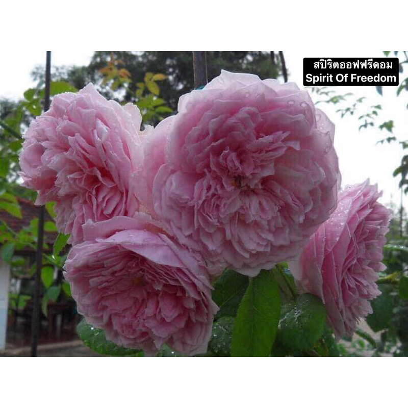 กุหลาบเลื้อย-สปิริตออฟฟรีดอม..Spirit Of Freedom..สีชมพู มีกลิ่นหอม เลี้ยงง่าย