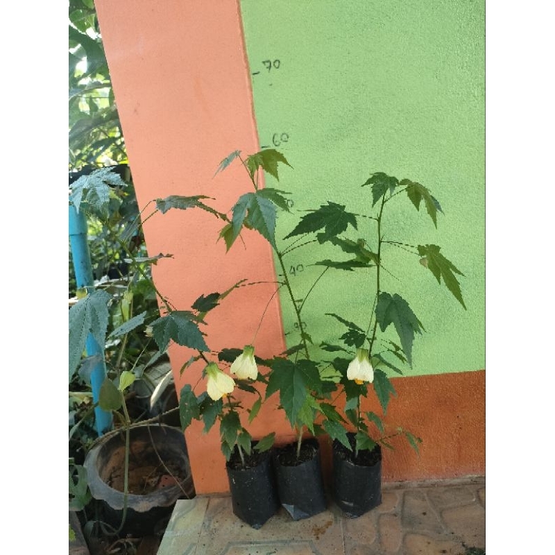 ต้นชบาโคมญี่ปุ่น ชบาโคมจีน ต้นชำพร้อมปลูก สูง 30-80 เซนติเมตร - รูปที่ 3