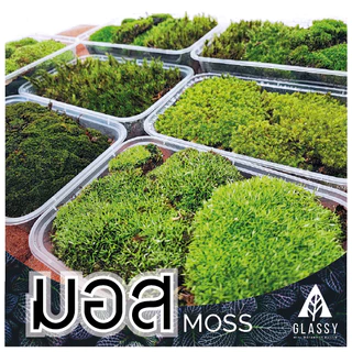 มอสสด พร้อมส่งหลายชนิด Moss จัดสวนขวด จัดตู้ชื้นน้ำตก ตู้ไม้น้ำ Terrarium มอสสดสะอาด