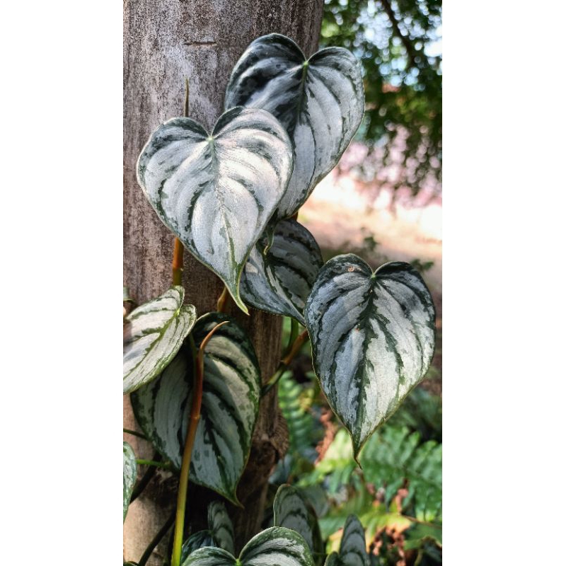 Philodendron brandtianum
