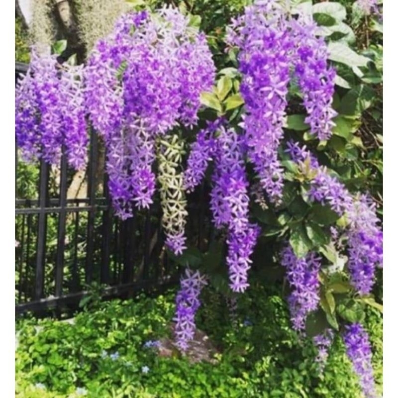 พวงครามออสเตรเลีย สีม่วงพันธุ์ช่อดอกใหญ่ ต้นพันธุ์เพาะเมล็ด ดอกดก ออกตลอดปี ต้นเเข็งเเรงพร้อมปลูก เสียหายยินดีเคลมฟรี - รูปที่ 4